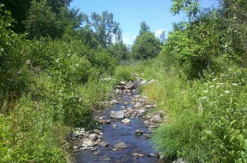 Sucker Brook