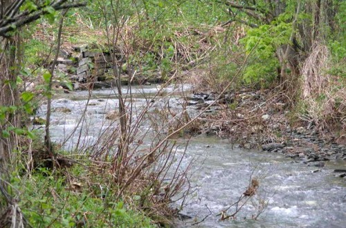 Dog River Restoration