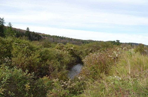 Dog River Restoration