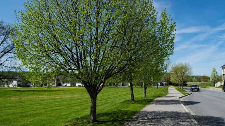 New Town Common for Hinesburg