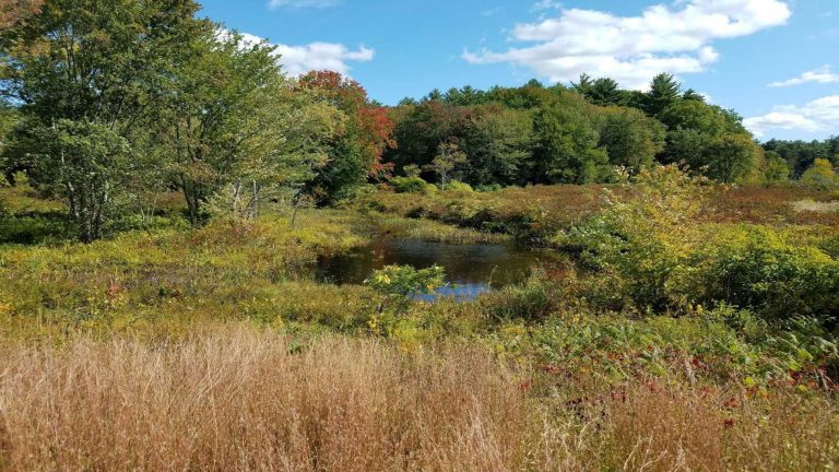 Town-wide Wetland Mapping