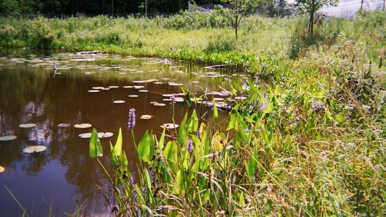 Natural Resources/Wetlands